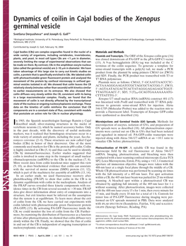 Dynamics of Coilin in Cajal Bodies of the Xenopus Germinal Vesicle