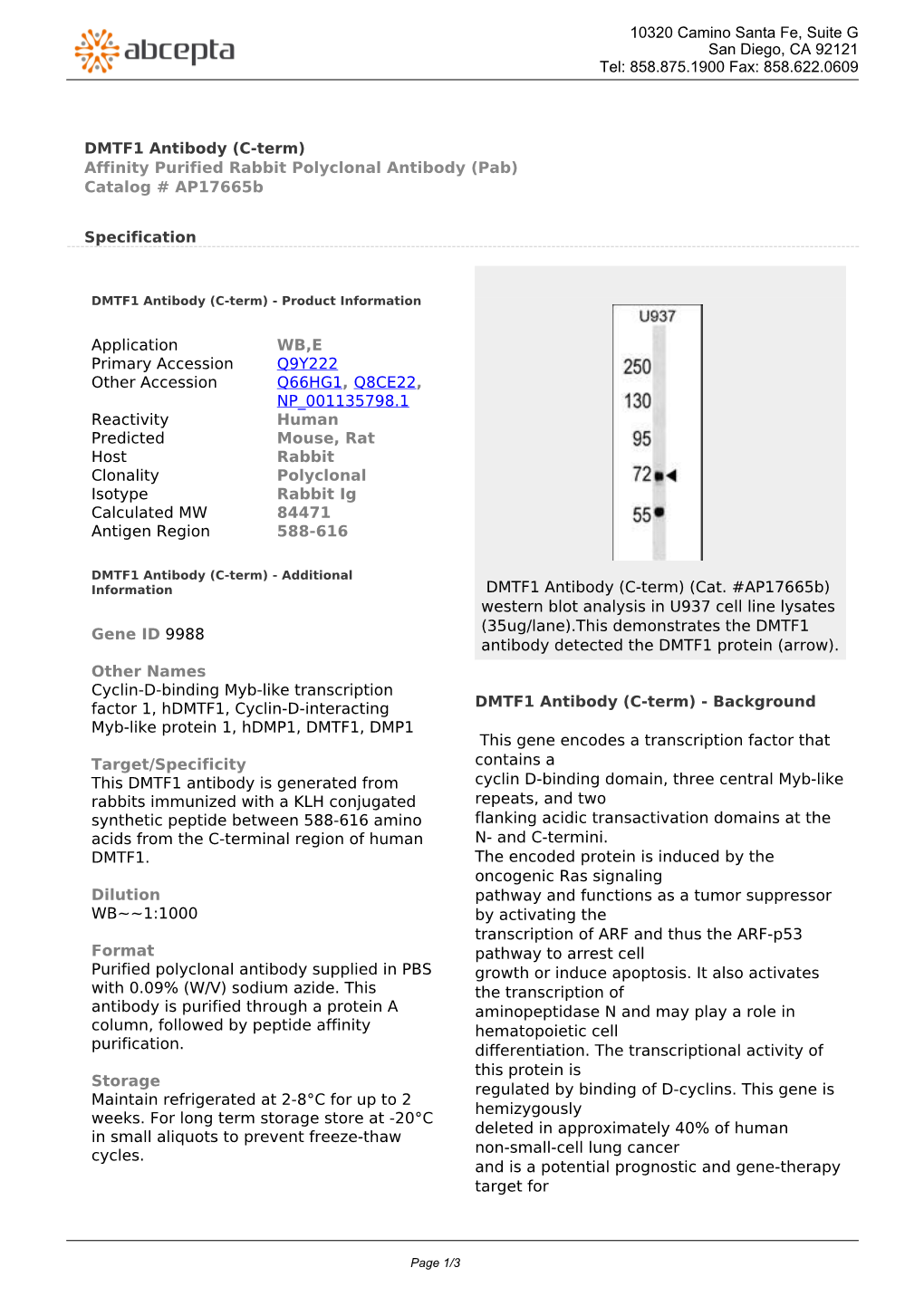 DMTF1 Antibody (C-Term) Affinity Purified Rabbit Polyclonal Antibody (Pab) Catalog # Ap17665b