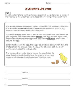 A Chicken's Life Cycle