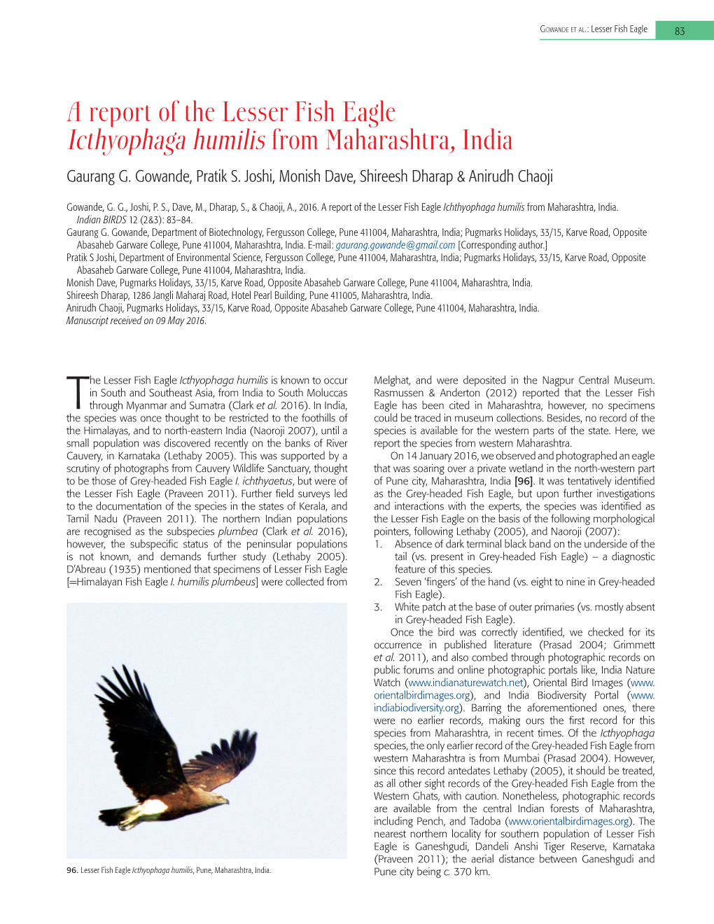 A Report of the Lesser Fish Eagle Icthyophaga Humilis from Maharashtra, India Gaurang G
