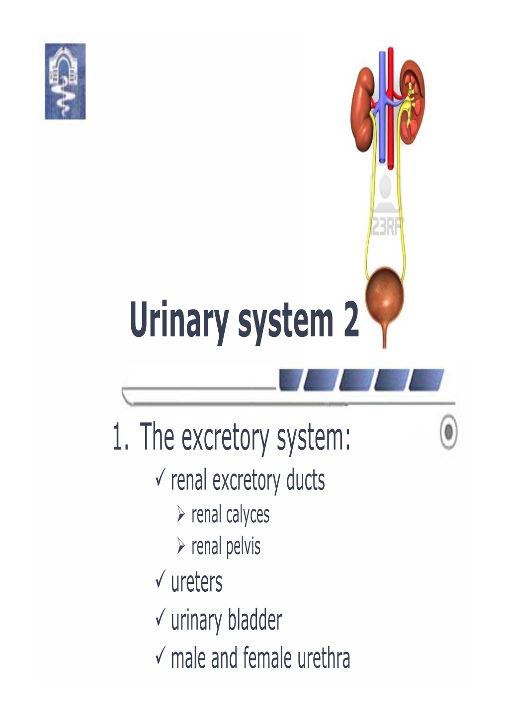 Urinary System 2
