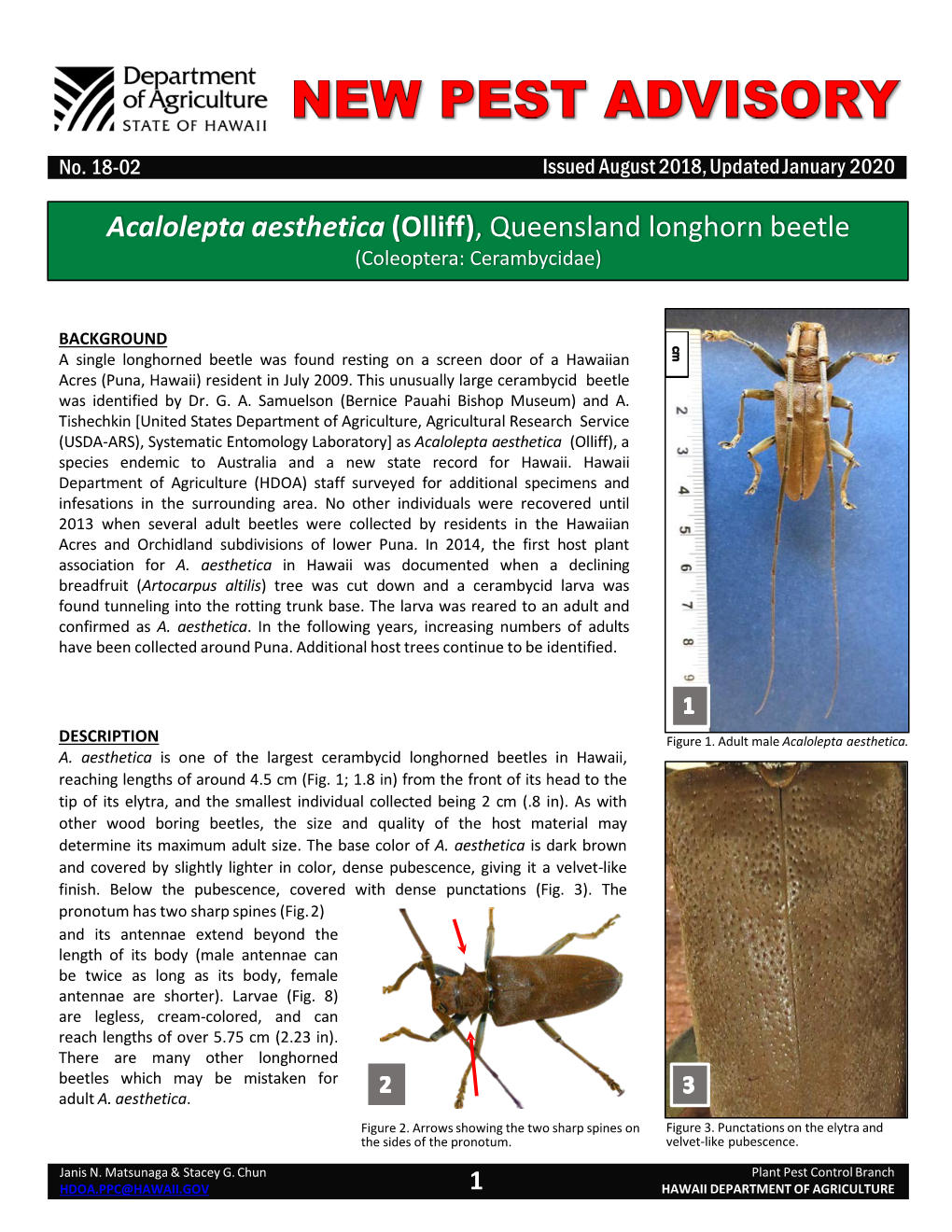 Acalolepta Aesthetica (Olliff), Queensland Longhorn Beetle (Coleoptera: Cerambycidae)