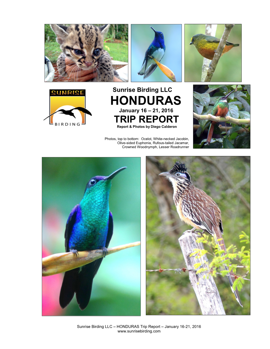 HONDURAS January 16 – 21, 2016 TRIP REPORT Report & Photos by Diego Calderon
