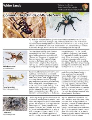 Common Arachnids of White Sands Dr