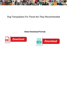 Dog Tranquilizers for Travel Are They Recommended Fastest