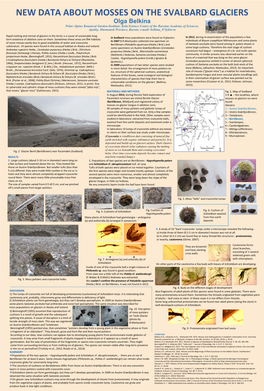 NEW DATA ABOUT MOSSES on the SVALBARD GLACIERS Olga