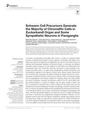Schwann Cell Precursors Generate the Majority of Chromaffin Cells in Zuckerkandl Organ and Some Sympathetic Neurons in Paragangl