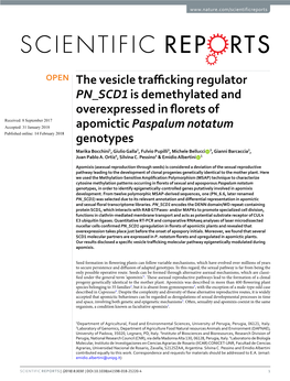 The Vesicle Trafficking Regulator PN SCD1 Is Demethylated And