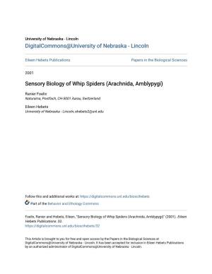 Sensory Biology of Whip Spiders (Arachnida, Amblypygi)