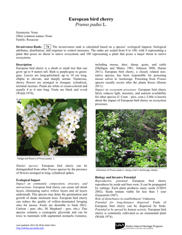 European Bird Cherry Prunus Padus L