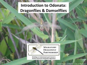 Introduction to Odonata: Dragonflies & Damselflies