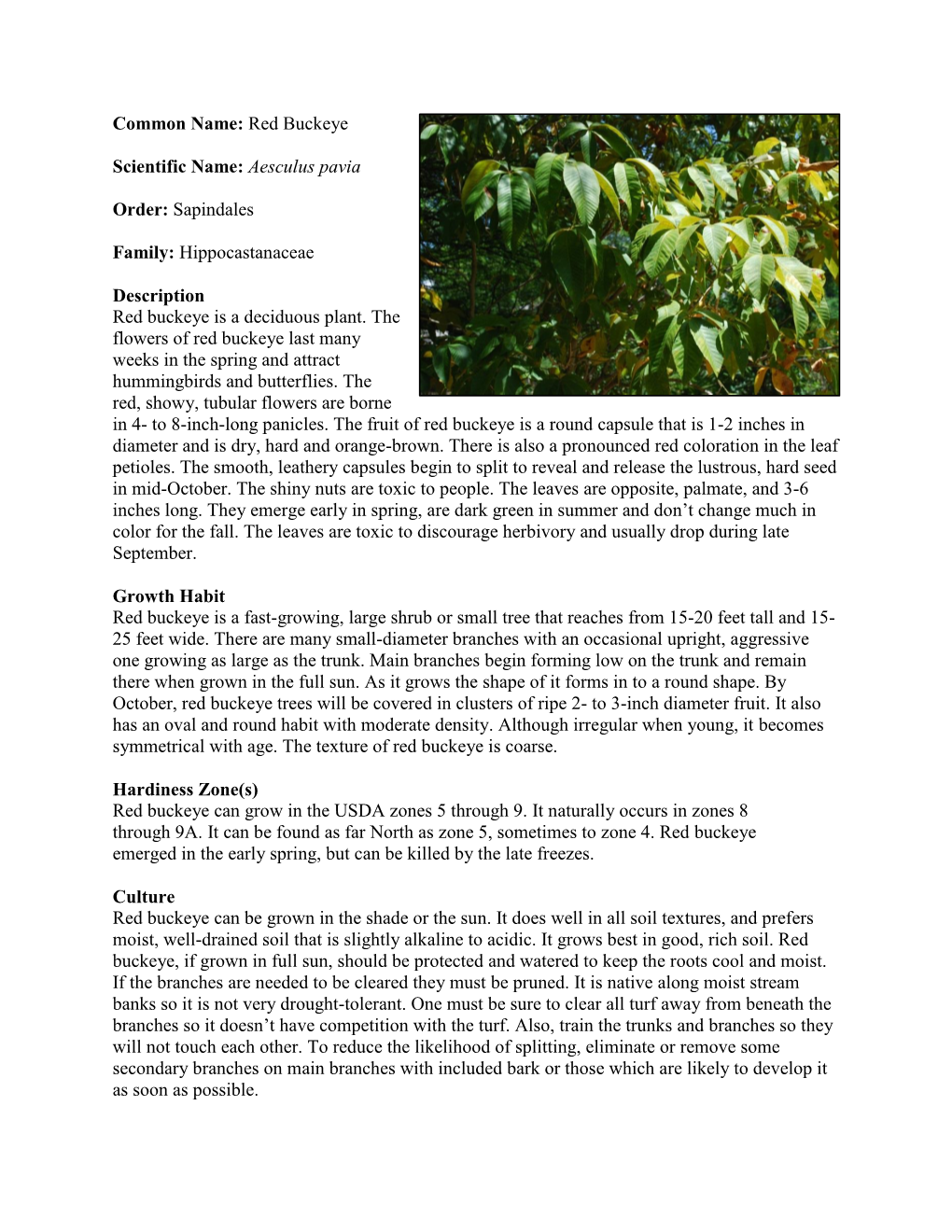 Hippocastanaceae Description Red Buckeye Is A