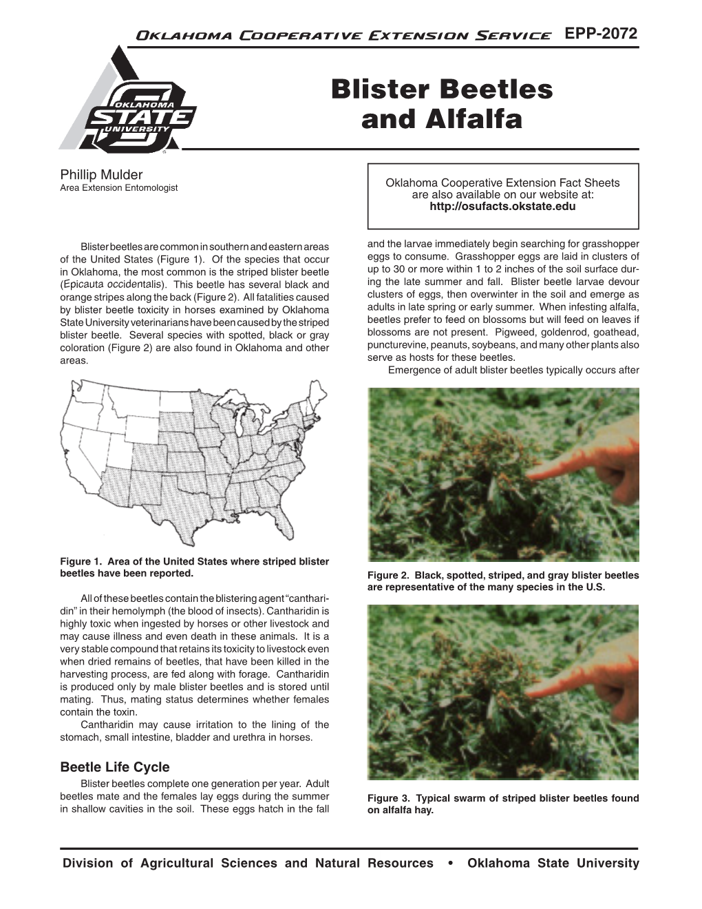 Blister Beetles and Alfalfa