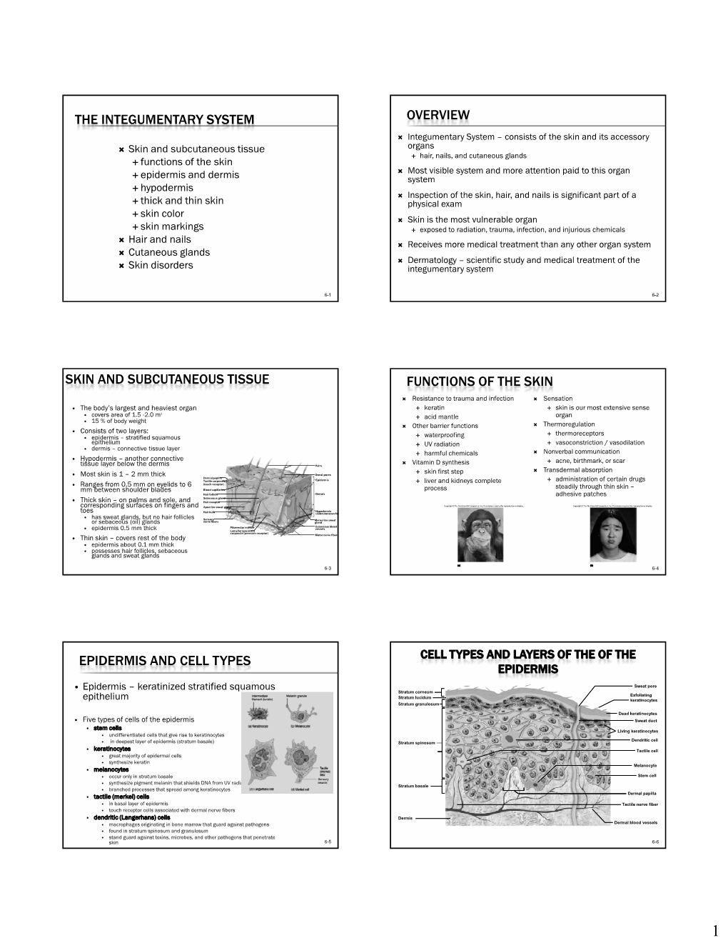 The Integumentary System Overview Skin And