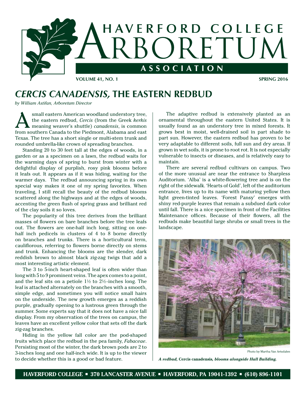 Cercis Canadensis, the Eastern Redbud by William Astifan, Arboretum Director