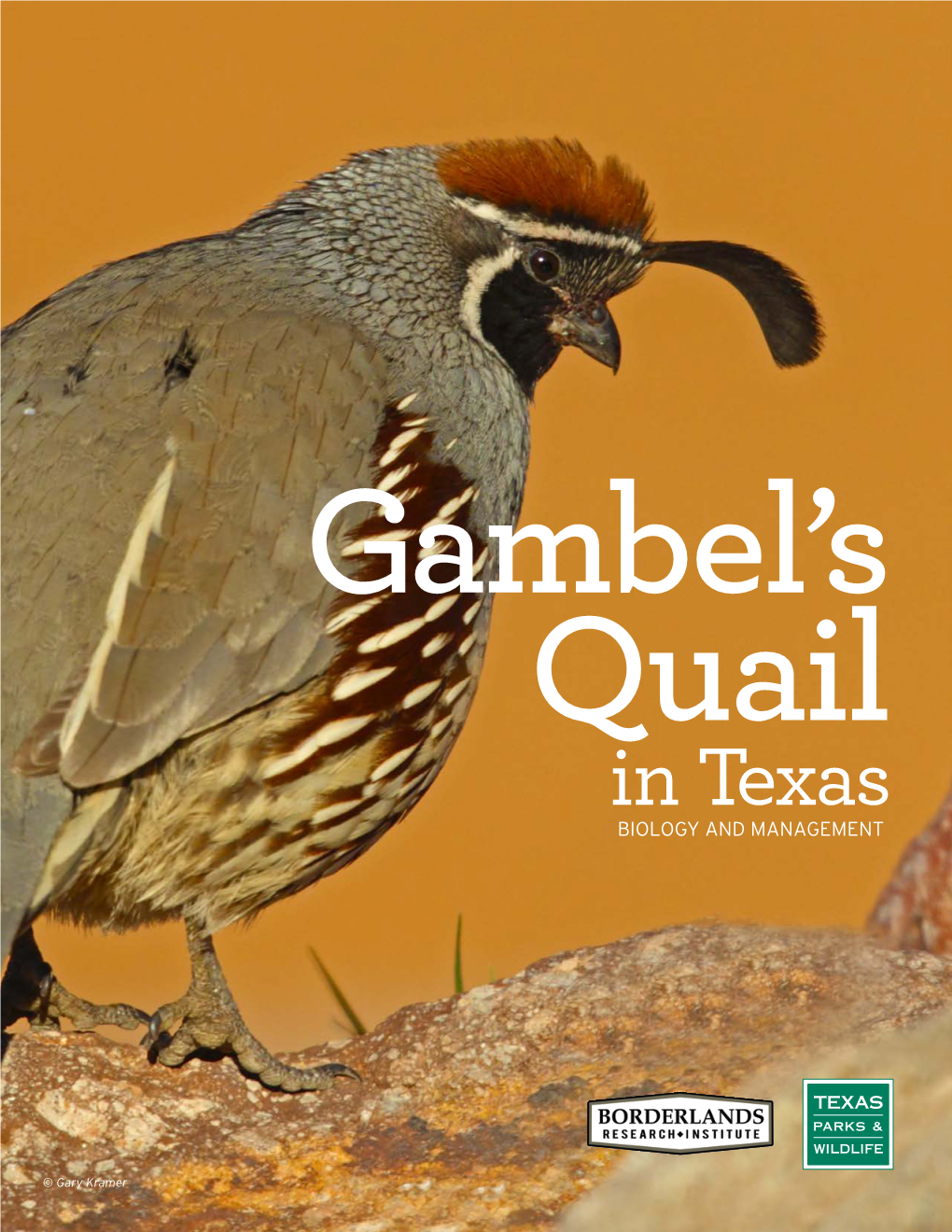 Gambel's Quail