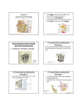 Three Branches of the Trifacial Nerve (5Th Cranial Nerve)