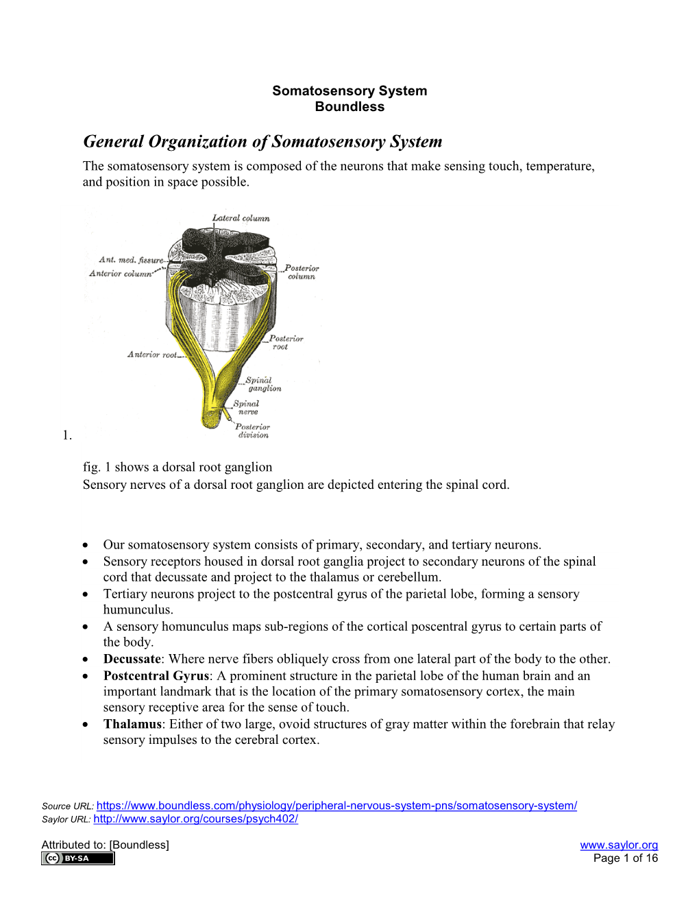 General Organization of Somatosensory System the Somatosensory System Is Composed of the Neurons That Make Sensing Touch, Temperature, and Position in Space Possible