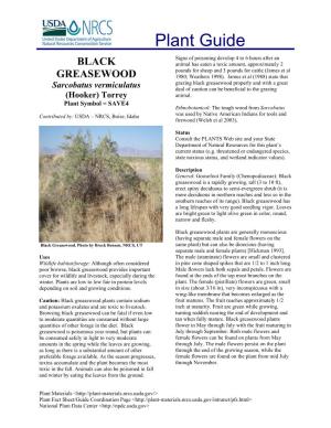 Black Greasewood Plant Guide