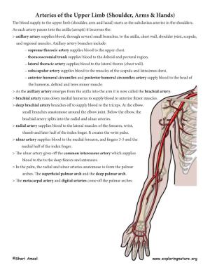 Arteries of the Upper Limb (Shoulder, Arms & Hands) the Blood Supply to the Upper Limb (Shoulder, Arm and Hand) Starts As the Subclavian Arteries in the Shoulders