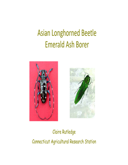 Asian Longhorned Beetle Emerald Ash Borer