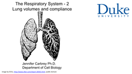 The Respiratory System - 2 Lung Volumes and Compliance