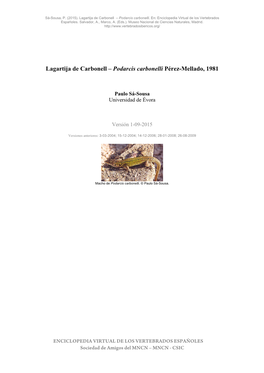 Lagartija De Carbonell – Podarcis Carbonelli