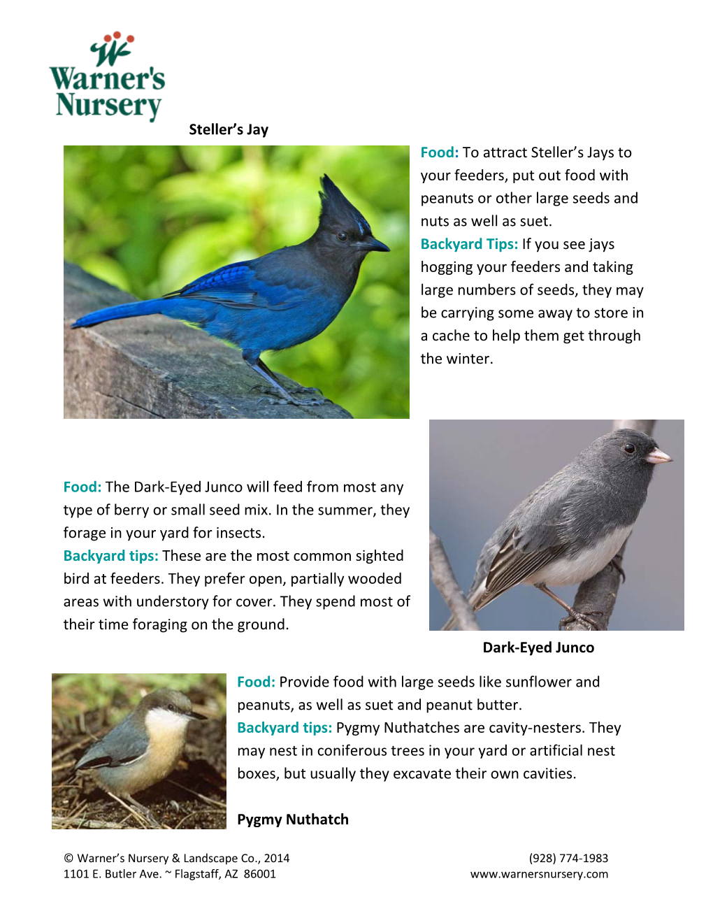 To Attract Steller's Jays to Your Feeders, Put out Food with Peanuts Or Other