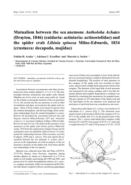 Cnidaria: Actiniaria: Actinostolidae) and the Spider Crab Libinia Spinosa Milne-Edwards, 1834 (Crustacea: Decapoda, Majidae