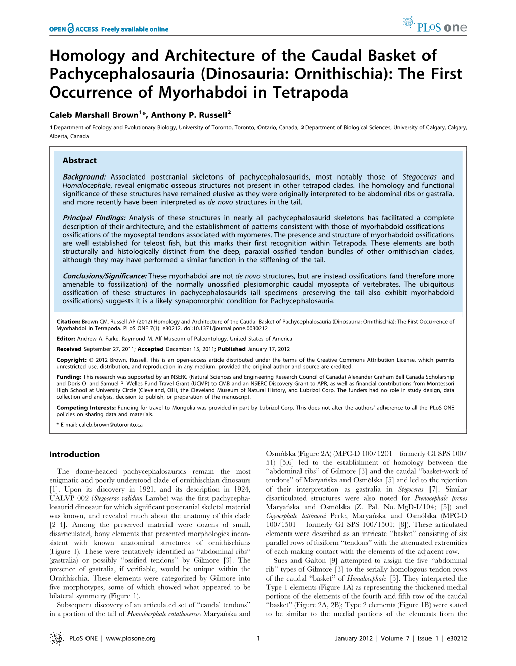 Homology and Architecture of the Caudal Basket of Pachycephalosauria (Dinosauria: Ornithischia): the First Occurrence of Myorhabdoi in Tetrapoda