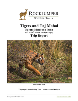 Tigers and Taj Mahal Nature Manitoba India 13Th to 24Th March 2019 (12 Days) Trip Report