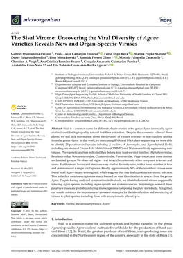 The Sisal Virome: Uncovering the Viral Diversity of Agave Varieties Reveals New and Organ-Speciﬁc Viruses