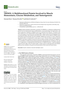 TRIM32: a Multifunctional Protein Involved in Muscle Homeostasis, Glucose Metabolism, and Tumorigenesis