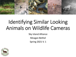 Identifying Similar Looking Animals on Wildlife Cameras Sky Island Alliance Meagan Bethel Spring 2021 V