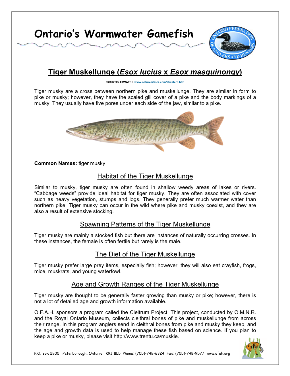 Ontario's Warmwater Gamefish Tiger Muskellunge