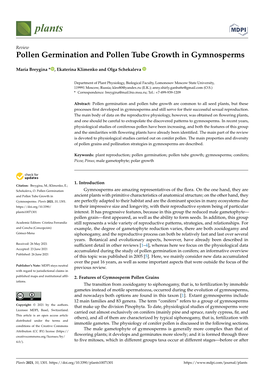 Pollen Germination and Pollen Tube Growth in Gymnosperms
