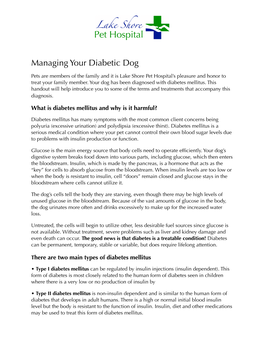 Diabetic Dog Handout