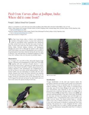 Pied Crow Corvus Albus at Jodhpur, India: Where Did It Come From?