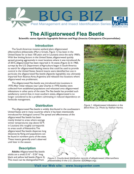 The Alligatorweed Flea Beetle Scientific Name:Agasicles Hygrophila Selman and Vogt (Insecta: Coleoptera: Chrysomelidae)