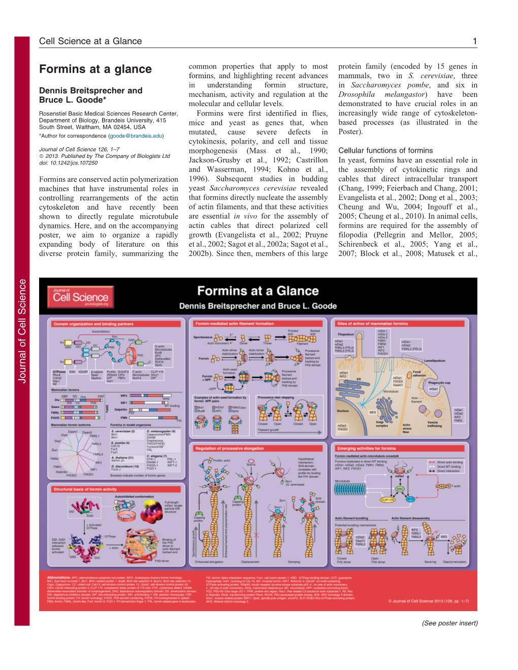 Formins at a Glance