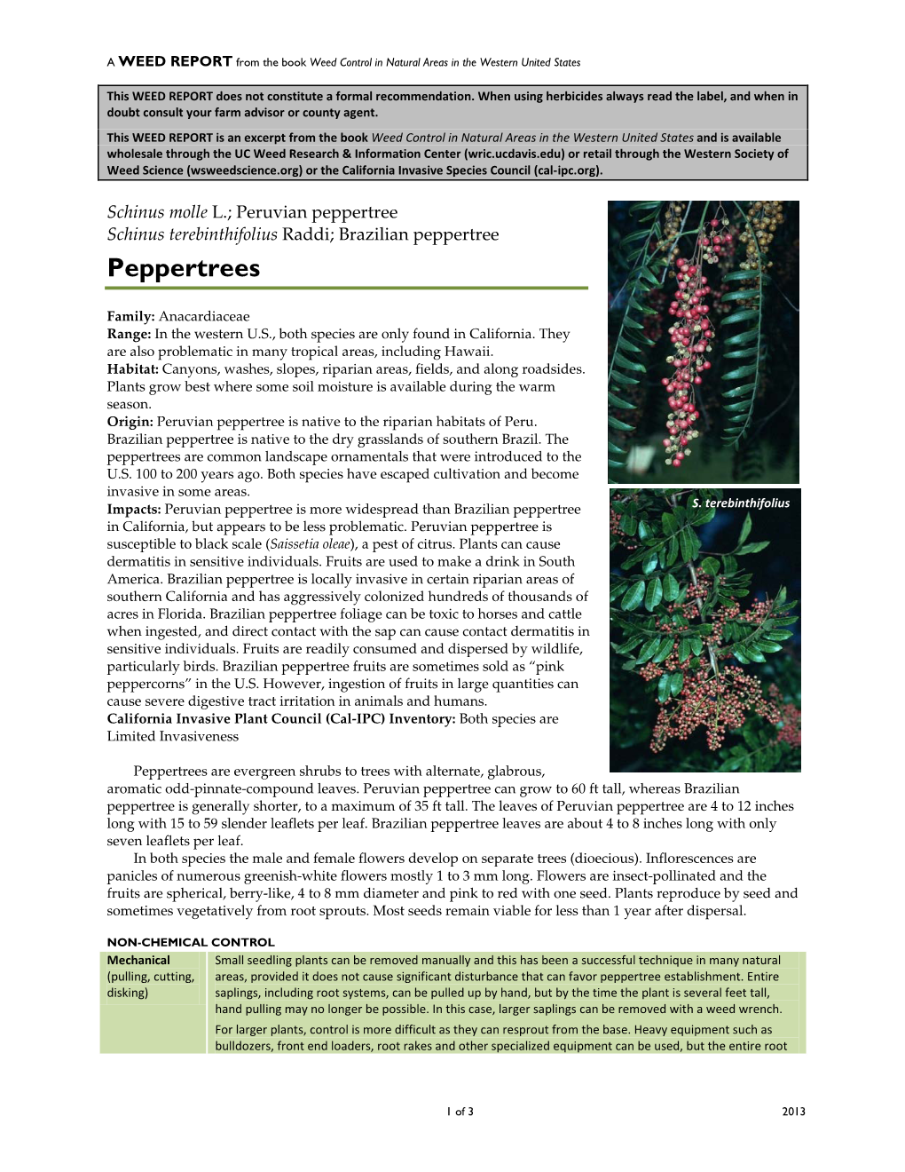Schinus Molle L.; Peruvian Peppertree Schinus Terebinthifolius Raddi; Brazilian Peppertree Peppertrees
