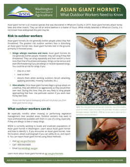 ASIAN GIANT HORNET: What Outdoor Workers Need to Know