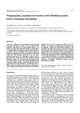 Phosphorylation, Expression and Function of the Ultrabithorax Protein Family in Drosophila Melanogaster
