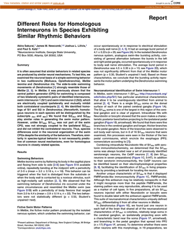 Different Roles for Homologous Interneurons in Species Exhibiting Similar Rhythmic Behaviors