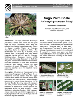 Sago Palm Scale Aulacaspis Yasumatsui Takagi