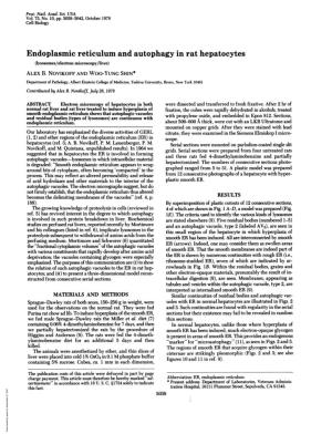 Endoplasmic Reticulum and Autophagy in Rat Hepatocytes (Lysosomes/Electron Microscopy/Liver) ALEX B