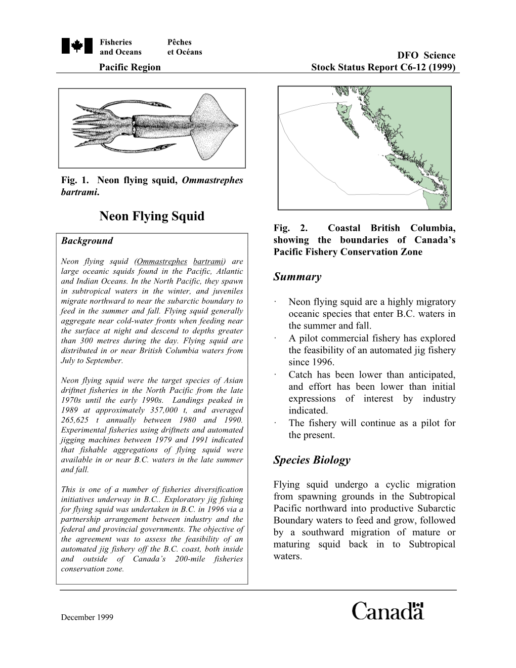 Neon Flying Squid, Ommastrephes Bartrami