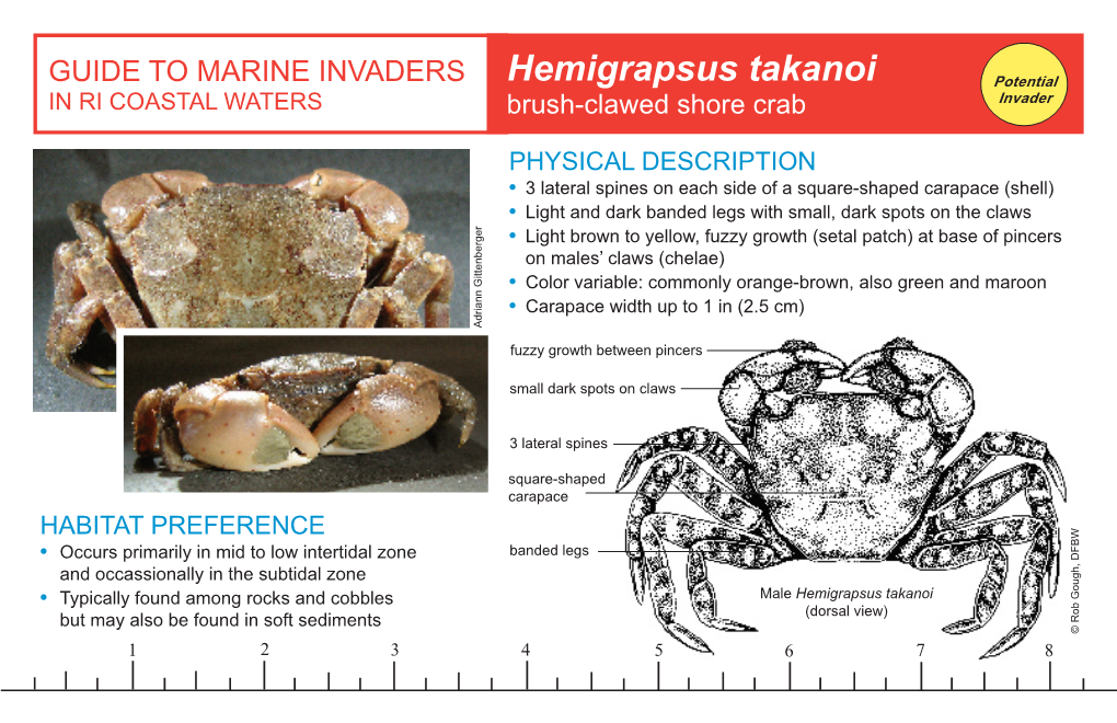 Hemigrapsus Takanoi Potential in RI COASTAL WATERS Brush-Clawed Shore Crab Invader