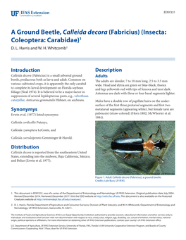 A Ground Beetle, Calleida Decora (Fabricius) (Insecta: Coleoptera: Carabidae)1 D