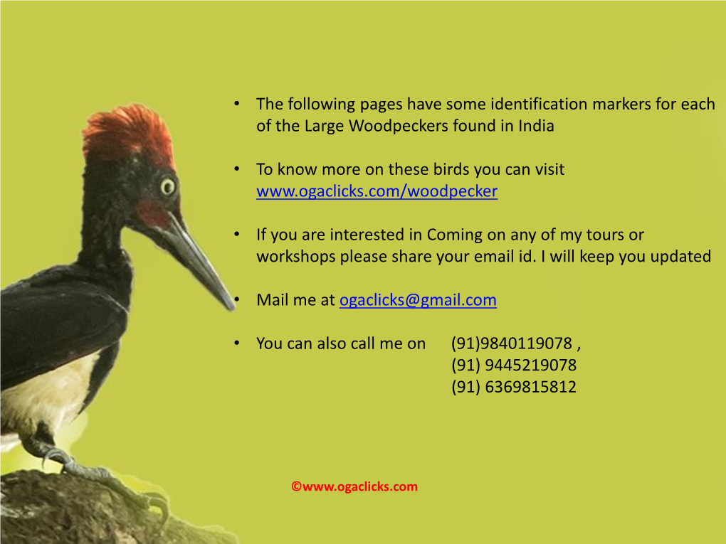 • the Following Pages Have Some Identification Markers for Each of the Large Woodpeckers Found in India